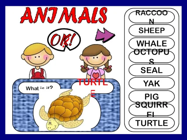 What is it? TURTLE ? RACCOON SHEEP WHALE OCTOPUS SEAL YAK PIG SQUIRREL TURTLE OK!