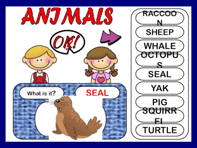 What is it? SEAL ? RACCOON SHEEP WHALE OCTOPUS SEAL YAK PIG SQUIRREL TURTLE OK!