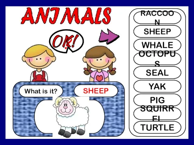 What is it? SHEEP ? RACCOON SHEEP WHALE OCTOPUS SEAL YAK PIG SQUIRREL TURTLE OK!