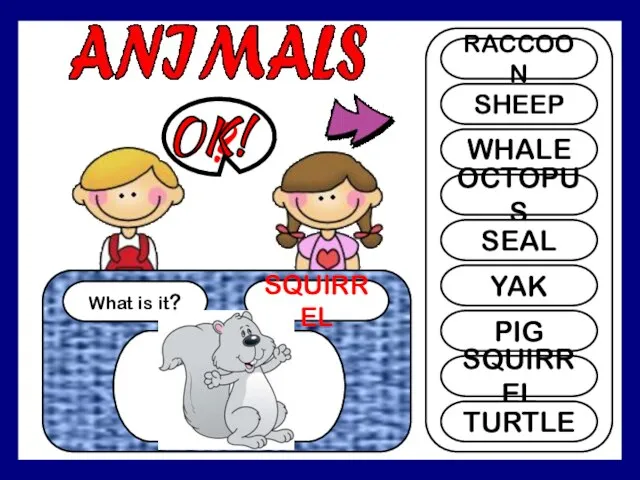 What is it? SQUIRREL ? RACCOON SHEEP WHALE OCTOPUS SEAL YAK PIG SQUIRREL TURTLE OK!