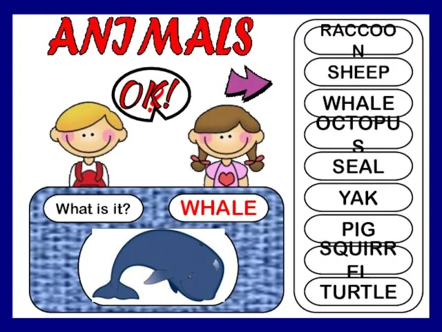 SHI What is it? WHALE ? RACCOON SHEEP WHALE OCTOPUS SEAL YAK PIG SQUIRREL TURTLE OK!
