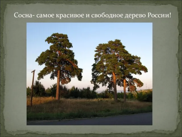 Сосна- самое красивое и свободное дерево России!
