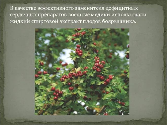 В качестве эффективного заменителя дефицитных сердечных препаратов военные медики использовали жидкий спиртовой экстракт плодов боярышника.