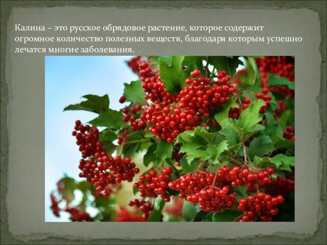 Калина – это русское обрядовое растение, которое содержит огромное количество полезных веществ,