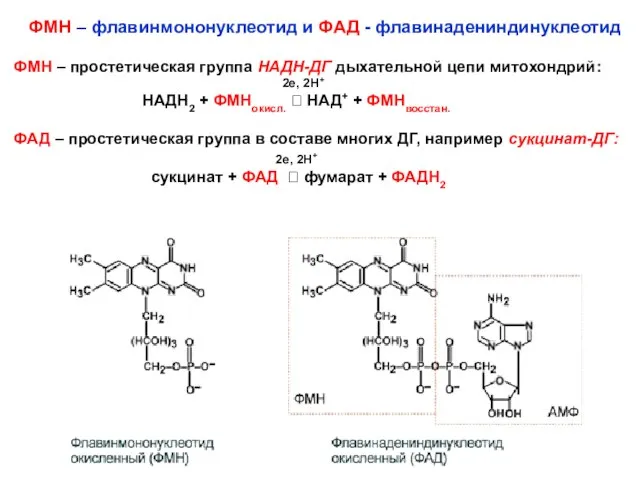 ФМН – флавинмононуклеотид и ФАД - флавинадениндинуклеотид ФМН – простетическая группа НАДН-ДГ
