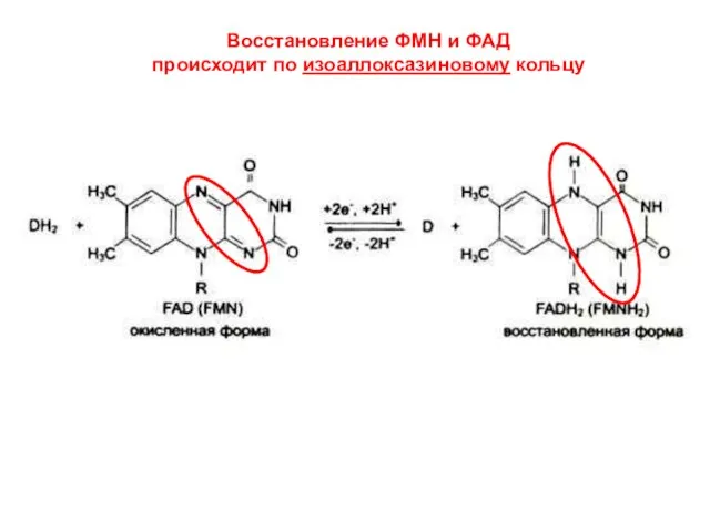 Восстановление ФМН и ФАД происходит по изоаллоксазиновому кольцу