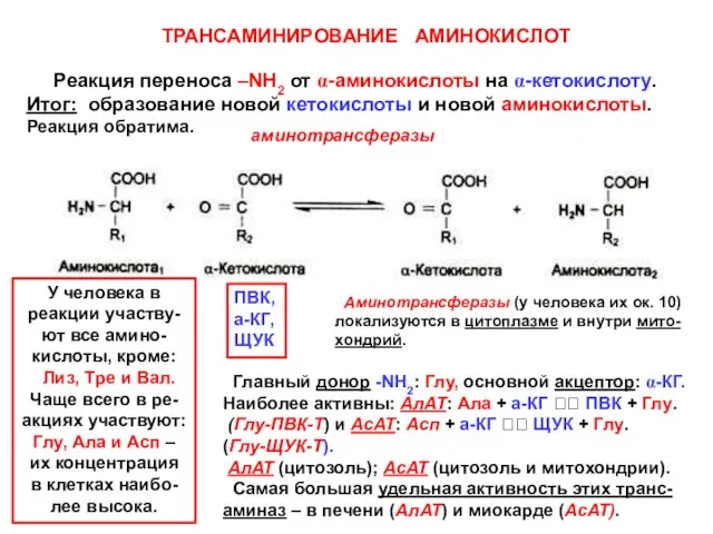 ТРАНСАМИНИРОВАНИЕ АМИНОКИСЛОТ Реакция переноса –NH2 от α-аминокислоты на α-кетокислоту. Итог: образование новой