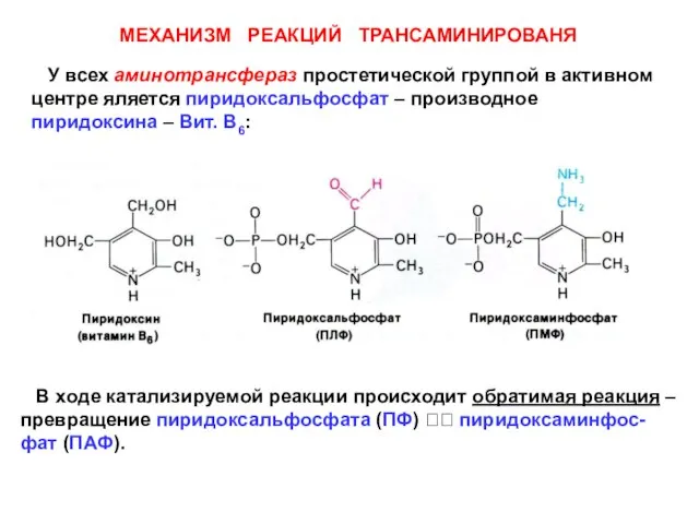 МЕХАНИЗМ РЕАКЦИЙ ТРАНСАМИНИРОВАНЯ У всех аминотрансфераз простетической группой в активном центре яляется