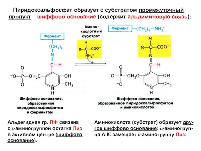 Пиридоксальфосфат образует с субстратом промежуточный продукт – шиффово основание (содержит альдиминовую связь):
