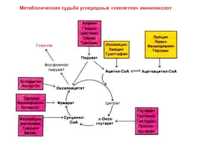 Метаболическая судьба углеродных «скелетов» аминокислот