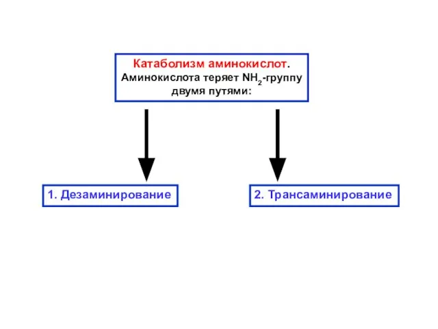Катаболизм аминокислот. Аминокислота теряет NH2-группу двумя путями: 1. Дезаминирование 2. Трансаминирование