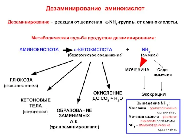 Дезаминирование аминокислот Дезаминирование – реакция отщепления α-NH2-группы от аминокислоты. АМИНОКИСЛОТА α-КЕТОКИСЛОТА +