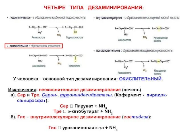 ЧЕТЫРЕ ТИПА ДЕЗАМИНИРОВАНИЯ: У человека – основной тип дезаминирования: ОКИСЛИТЕЛЬНЫЙ. Исключения: неокислительное