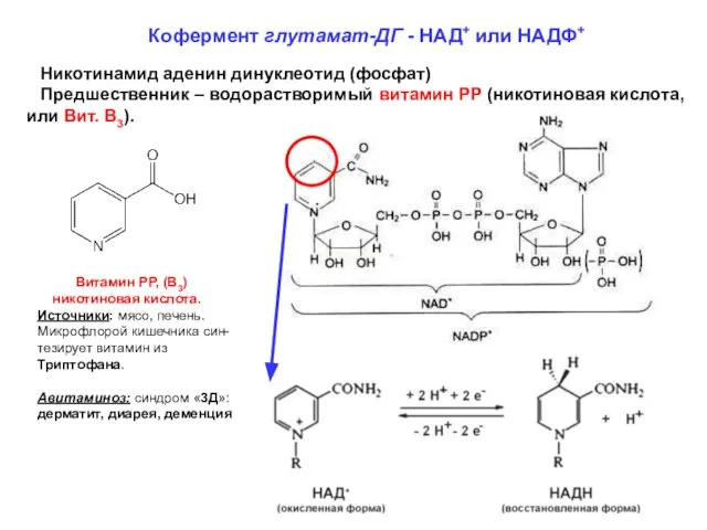 Кофермент глутамат-ДГ - НАД+ или НАДФ+ Никотинамид аденин динуклеотид (фосфат) Предшественник –