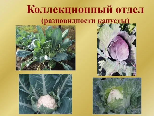 Коллекционный отдел (разновидности капусты)