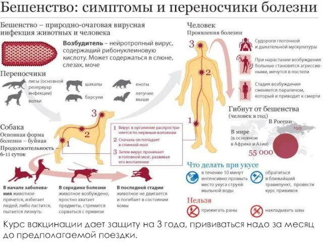 Курс вакцинации дает защиту на 3 года, прививаться надо за месяц до предполагаемой поездки.