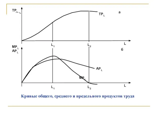 Кривые общего, среднего и предельного продуктов труда