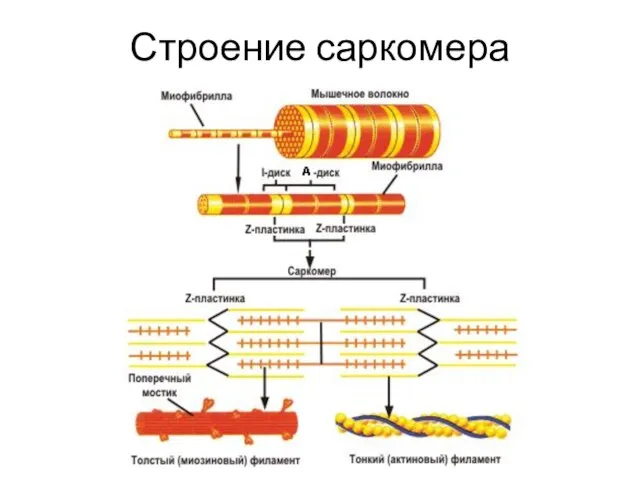 Строение саркомера