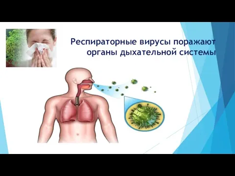Респираторные вирусы поражают органы дыхательной системы
