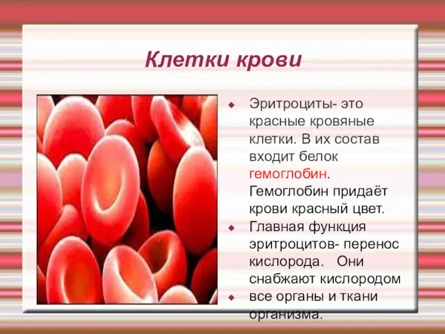 Клетки крови Эритроциты- это красные кровяные клетки. В их состав входит белок