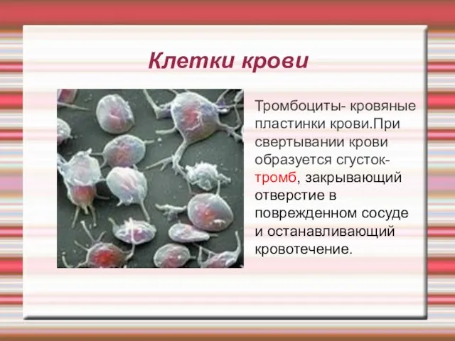 Клетки крови Тромбоциты- кровяные пластинки крови.При свертывании крови образуется сгусток-тромб, закрывающий отверстие