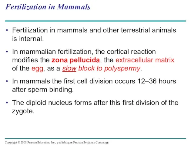 Fertilization in Mammals Fertilization in mammals and other terrestrial animals is internal.