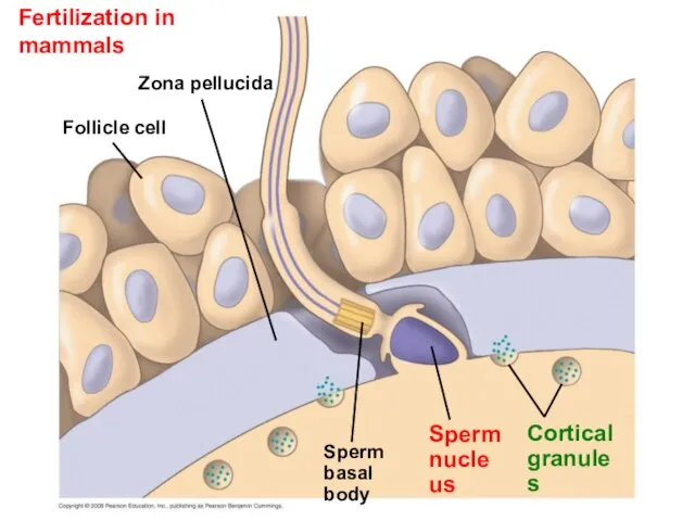 Fertilization in mammals Follicle cell Zona pellucida Cortical granules Sperm nucleus Sperm basal body