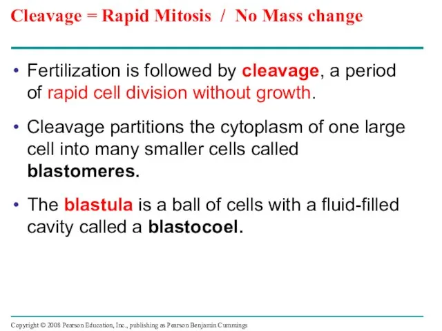 Cleavage = Rapid Mitosis / No Mass change Fertilization is followed by