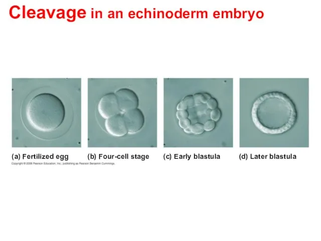 Cleavage in an echinoderm embryo (a) Fertilized egg (b) Four-cell stage (c)