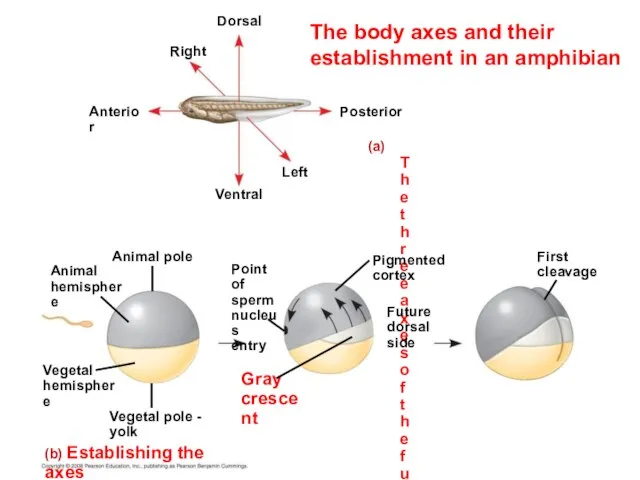 The body axes and their establishment in an amphibian (a) The three