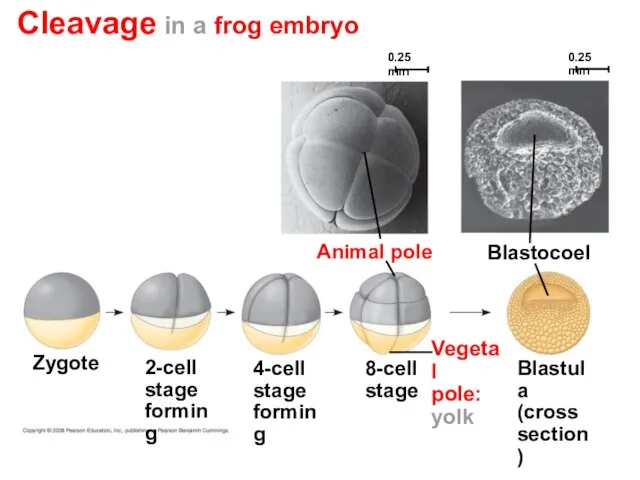 Cleavage in a frog embryo Blastula (cross section) Blastocoel Animal pole 4-cell
