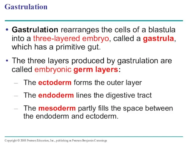 Gastrulation Gastrulation rearranges the cells of a blastula into a three-layered embryo,