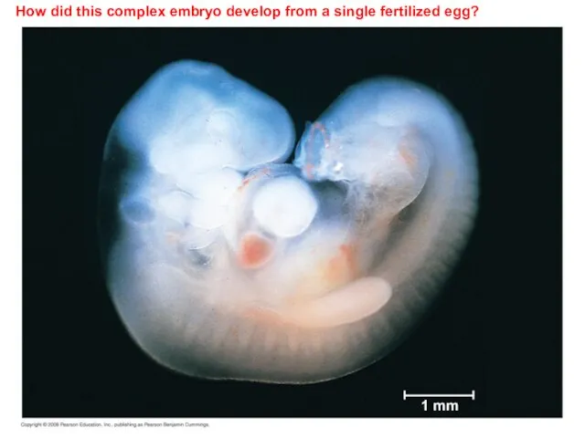 How did this complex embryo develop from a single fertilized egg? 1 mm