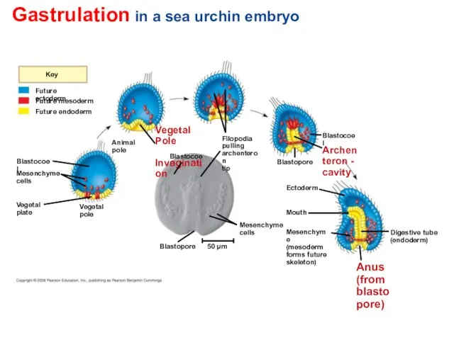 Gastrulation in a sea urchin embryo Future ectoderm Key Future endoderm Digestive