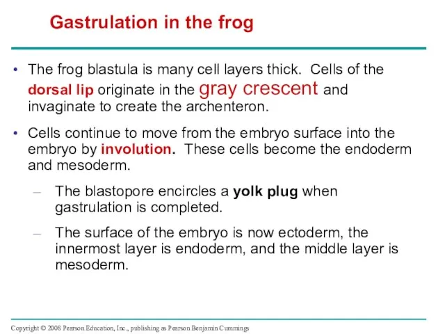The frog blastula is many cell layers thick. Cells of the dorsal