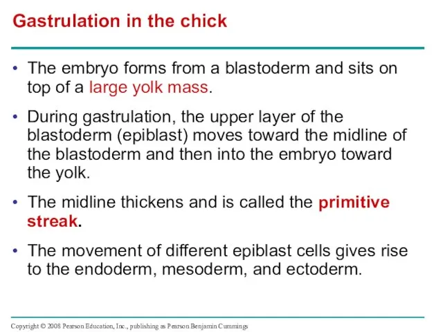 The embryo forms from a blastoderm and sits on top of a