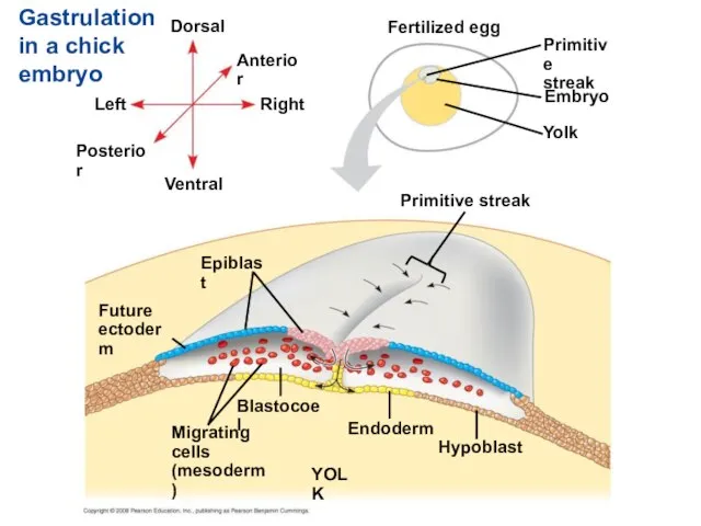 Gastrulation in a chick embryo Endoderm Future ectoderm Migrating cells (mesoderm) Hypoblast
