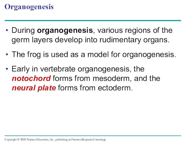 Organogenesis During organogenesis, various regions of the germ layers develop into rudimentary