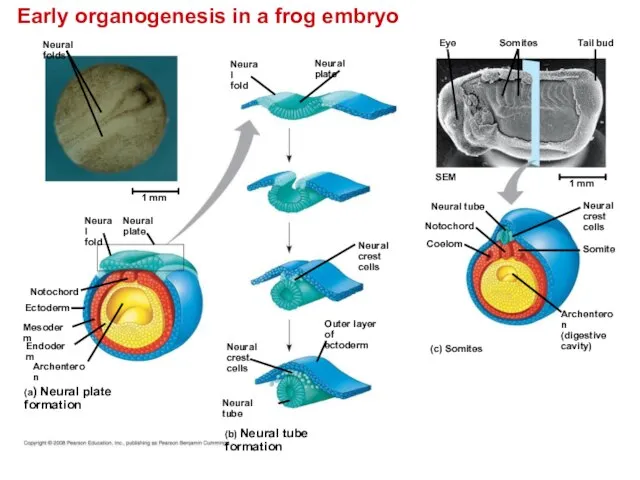 Early organogenesis in a frog embryo Neural folds Tail bud Neural tube