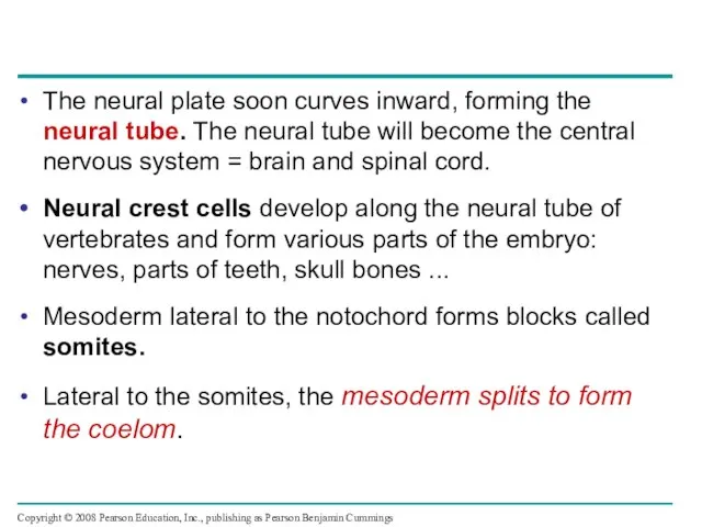 The neural plate soon curves inward, forming the neural tube. The neural