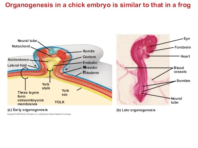 Organogenesis in a chick embryo is similar to that in a frog