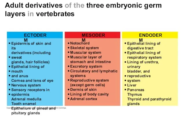 Adult derivatives of the three embryonic germ layers in vertebrates ECTODERM MESODERM