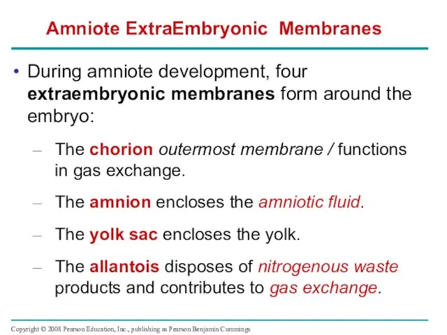 During amniote development, four extraembryonic membranes form around the embryo: The chorion