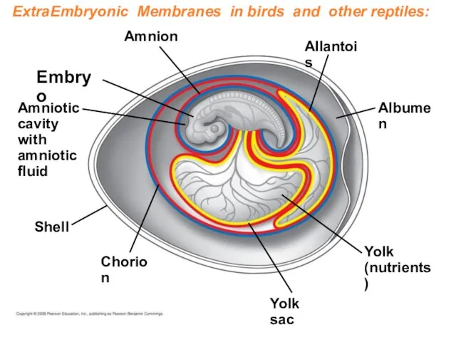 ExtraEmbryonic Membranes in birds and other reptiles: Embryo Amnion Amniotic cavity with