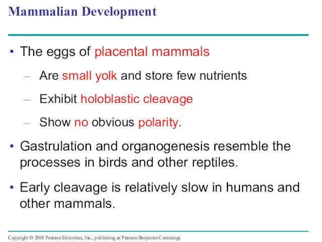 Mammalian Development The eggs of placental mammals Are small yolk and store