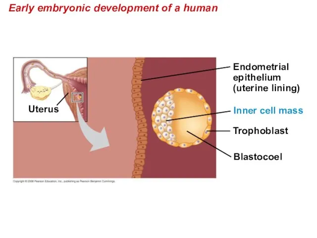 Early embryonic development of a human Blastocoel Trophoblast Uterus Endometrial epithelium (uterine lining) Inner cell mass