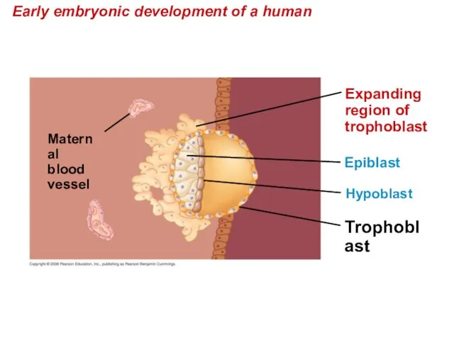 Early embryonic development of a human Trophoblast Hypoblast Maternal blood vessel Expanding region of trophoblast Epiblast