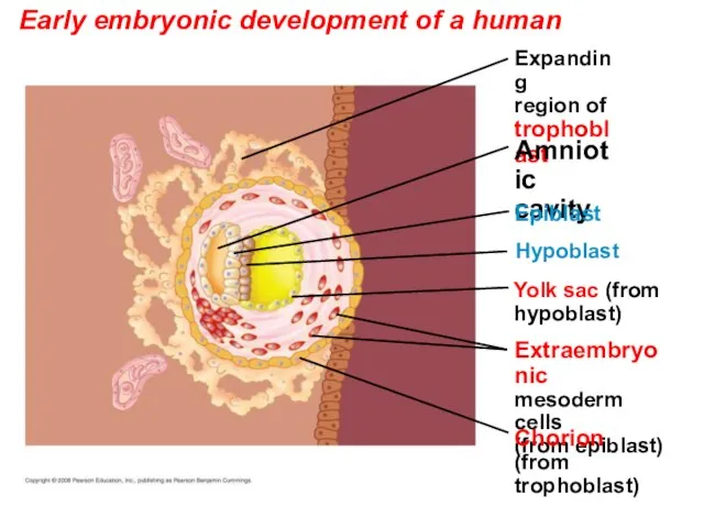 Early embryonic development of a human Yolk sac (from hypoblast) Hypoblast Expanding