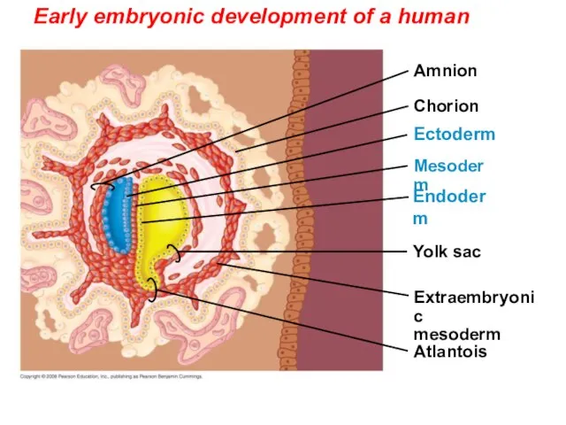 Early embryonic development of a human Yolk sac Mesoderm Amnion Chorion Ectoderm Extraembryonic mesoderm Atlantois Endoderm