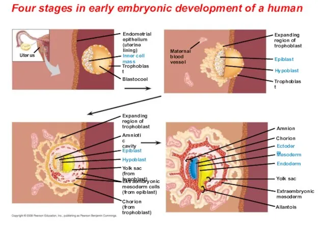 Four stages in early embryonic development of a human Yolk sac Mesoderm